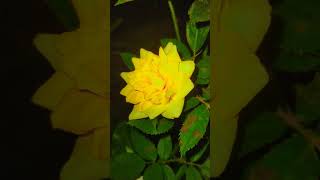 plants experiment bonsai gardening viralvideo shortvideo nature gardeningplants [upl. by Darda]