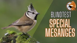 Mésanges  LE GRAND QUIZ MUSICAL DES OISEAUX [upl. by Narhet]