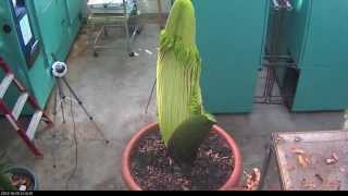 Perry the Corpse Flower Full Bloom Cycle 2013 [upl. by Trofmoc159]