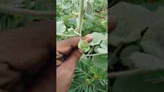 atibala and mahabala plants difference 1 [upl. by Darrelle183]