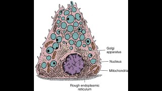 epithelial tissue 3 SPECIALIZATIONS OF THE CELL SURFACE and BIOLOGY OF EPITHELIAL CELLS [upl. by Les]