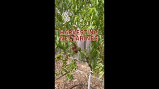 Harvesting Nectarines2mp4 [upl. by Nosmirc]