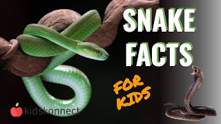 Snake Facts For Kids [upl. by Anujra]