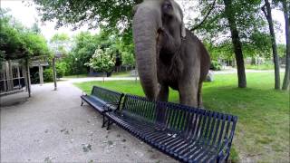 GoPro Ruth the Elephant at the Buttonwood Park Zoo [upl. by Hamburger]