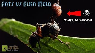 Ants vs Alien Mold [upl. by Aiela962]