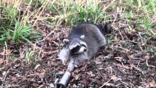 Day 6 On the Trap Line K3 Hunting and Trapping Strawberry Mashmello Raccoon Duke DP [upl. by Sander778]