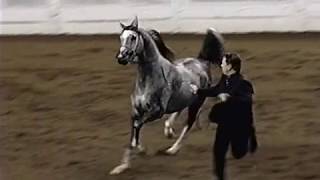 MUTIPLE CHAMPION ARABIAN STALLION TF SIR PRIZE [upl. by Nelly]