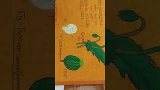 Herbarium file ideasschool education motivation celebrationoflearning [upl. by Raycher]