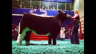 2015 Reserve Grand Champion Steer sells for 150000  Fort Worth Stock Show amp Rodeo [upl. by Edrea873]