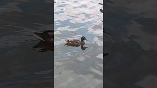 Duck on the LakeLivonia Michigan [upl. by Conlin537]