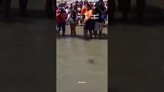 Des bébés tortues caouannes sauvés et relâchés sur une plage espagnole [upl. by Nnoryt]