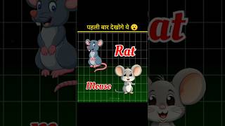 Mouse And Rat Are Not Same shorts ytshorts facts amazingfacts [upl. by Onairam107]