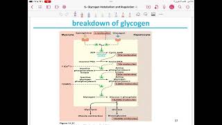 Lecture 10  Glycogen MetabolismBiosynthesis and Degradationand Regulation [upl. by Carper277]