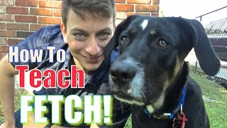 Everything YOU NEED to KNOW to TEACH your DOG a PERFECT FETCH [upl. by Elvah]