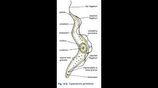 how to draw trypanosoma gambiense [upl. by Ael]