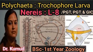 Nereis Trochophore Larva Larva Of Polychaeta L8BSc1st YearZoology TGT PGT amp GIC STD [upl. by Carri]