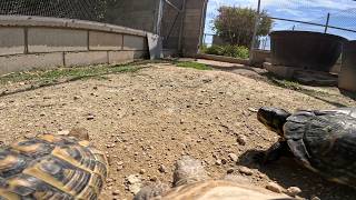 Le pongo una cámara a mi tortuga y esto es lo que graba🎥😨🐢 [upl. by Annais545]