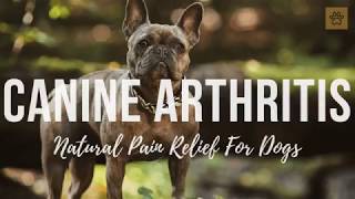 Arthritis in Dogs  Dog arthritis Natural Remedy  Stiff Dog [upl. by Atsirhc]