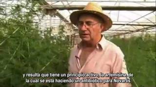 Josep Pamies La estevia y otras plantas medicinales [upl. by Marela]