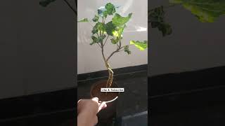 Shield aralia Polyscias scutellaria airpurifyingindoorplants indoorplants gardening [upl. by Labannah]