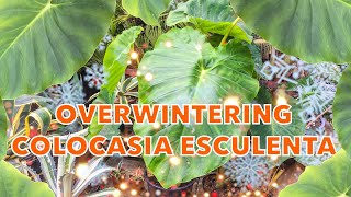 Overwintering Colocasia esculenta  Winter Care for Elephant Ears [upl. by Bernetta]