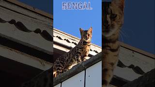 Bengal genießt die Morgensonne catvideos bengalcat love [upl. by Cad196]