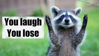 Try not to laugh or smile  Funny raccoon compilation 2017 [upl. by Elehcar]