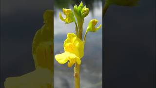 Bladderwort  carnivorous plants that eat animals [upl. by Ahterod]