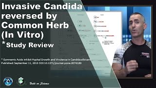 Invasive Candida reversed by Common Herb In Vitro ⭐ [upl. by Adnima]