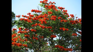 Дерево мыльное Paniculata Дерево тюльпановое Tulipifera Дзельква Zelkova Лиственные растения22 [upl. by Lede]