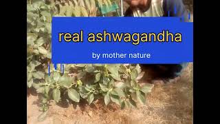 how to identify ashwagandha plant aahwagandha [upl. by Poppas478]