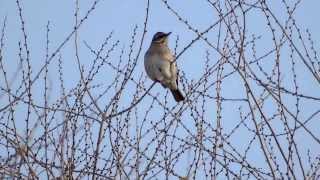 Blackthroated Thrush  Чернозобый дрозд  Turdus atrogularis [upl. by Denie]