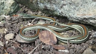 Thamnophis proximus rubrilineatus [upl. by Acinimod]