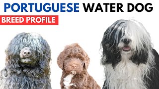 Portuguese Water Dog Breed Profile History  Price  Traits  Cão de Água Grooming Needs  Lifespan [upl. by Ojiram]