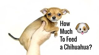 How much to feed a chihuahua how to feed chihuahua  FREE Mini Course [upl. by Lehrer]