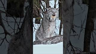 Witness this rare moment of two Canadian Lynx howling at each other [upl. by Meghan135]