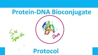 Protein DNA Bioconjugate Protocol  Bioconjugation [upl. by Marijane]