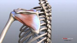 Shoulder Anatomy Animated Tutorial [upl. by Vasta]