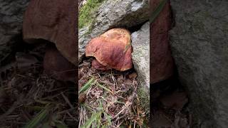 Boletus Red PassionRubini Incastonati porcini boletus mushroom viralvideo forest nature [upl. by Siednarb]