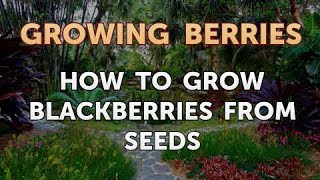 How to Grow Blackberries From Seeds [upl. by Ailaroc]