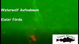 Waterwolf underwater Codfisch Kiel Dorsch [upl. by Anelav94]