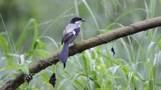 Longtailed Shrike [upl. by Ylime]