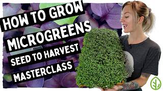 Microgreens Guide for Beginners  FULL WALKTHROUGH WITH TIPS amp TRICKS [upl. by Shanna587]