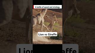 Lion Pride vs Giraffe The Great Escape [upl. by Farron]