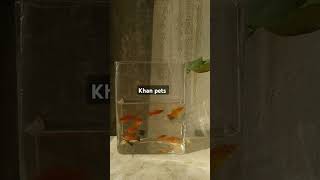 Red swordtail home breed fishes nature aquarium ponds indonesia aquascape khanpets karachi [upl. by Hubert]