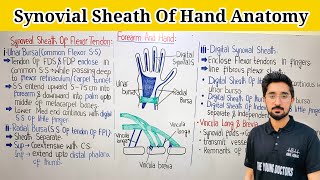 Synovial Sheath Of Hand Ulnar BursaRadial Bursa amp Digital Synovial SheathVincula Longa amp Brevia [upl. by Eitsirhc]