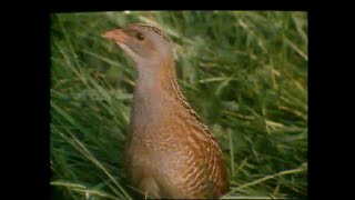 Save The Corncrake Campaign Ireland 1988 [upl. by Tnirb58]