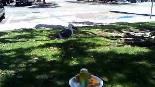 Bird eating a hot dog weinnie [upl. by Vento]