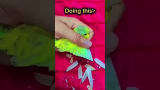 Dont do this please 😭 birds budgiecolony lovebirds parrot lovebirdscolony [upl. by Odlo212]