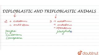 DIPLOBLASTIC amp TRIPTOBLASTIC ORGANISATION [upl. by Aisekal]